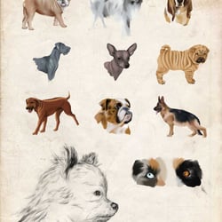 Hunde