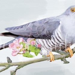 Birds 02