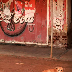 Straßenhund auf Sri Lanka