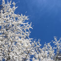 Kirschblüten
