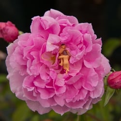 10—Sexy flowers