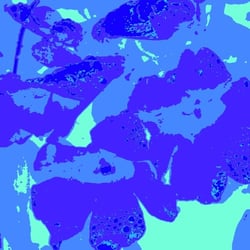 Blüten