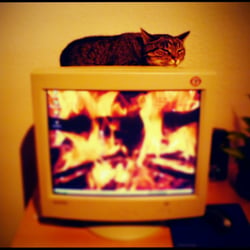 cats`s heating