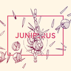 Juniperus – Wacholder
