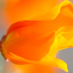 Blumenbild (37 von 60)