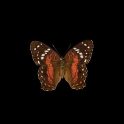 Anartia amathea