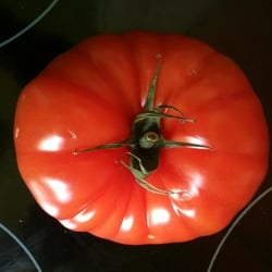 Tomate 01