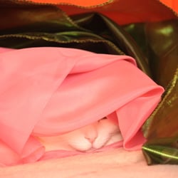 Bastet the Cat 2012 Teil 04