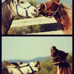 Grabby noses