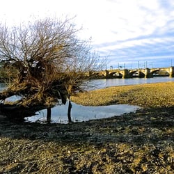 Am Elbe-Ufer in Dresden
