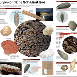 Wissenswertes zu Muscheln – eineinhalbseitige Zeitungsgrafik
