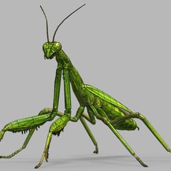 Mantis wire