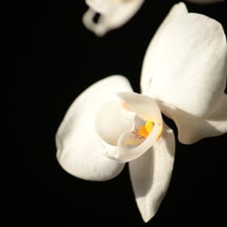 Flower / Orchidee Foto Übungen März 2014