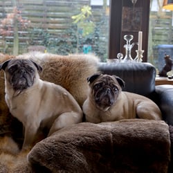 mensch und mops 2