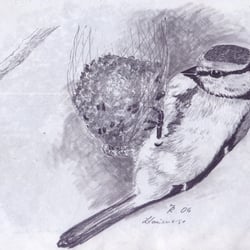 Blaumeise