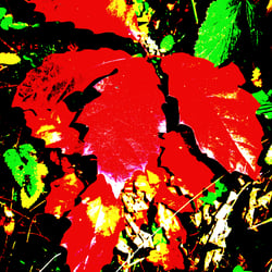 Nature 1 / Natur 1