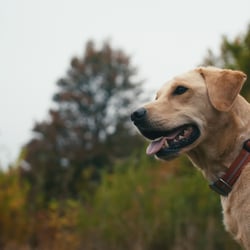 Nestlé Purina „Safety“