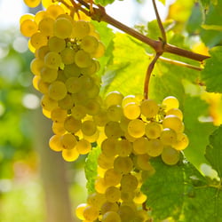 Food – Meine Weinlese in Frankreich