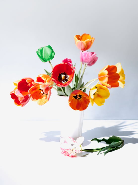 Tulips