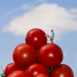 My summer of love – make love not war – on tomato hill