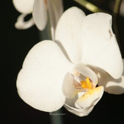 Flower / Orchidee Foto Übungen März 2014