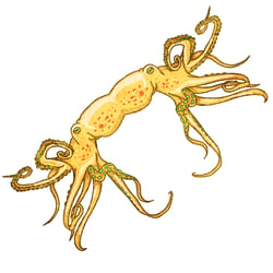 Oktopus