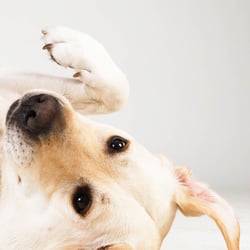 Labrador