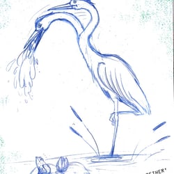 Reiher