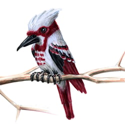 Fantasybird