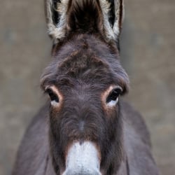 Great grey