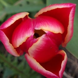 Flowers o1