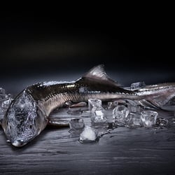 foodfoto-foodfotografie-gourmetfoto 001
