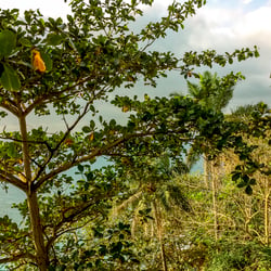São Tomé & Príncipe. Vol. 1 – SANTANA_#11