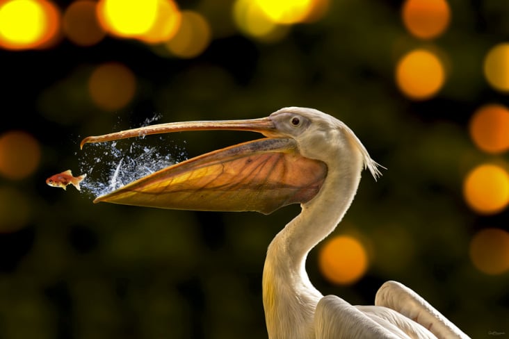 Second Chance