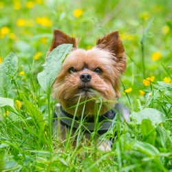 Tiere