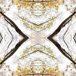 Giant Trees XI – Kaleidoskop