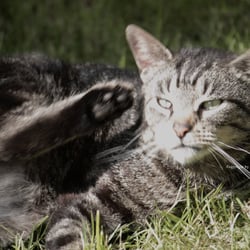 Cat 2014 Foto Übung