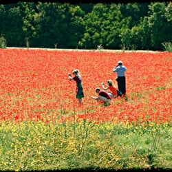 der Mann im Mohn