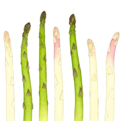 Spargel