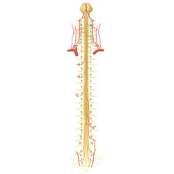 Arterien des Rückenmarks