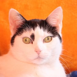 Bastet