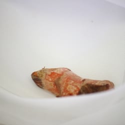 Curcuma Food 2013