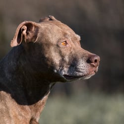 Pibble