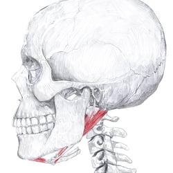 Anatomische Zeichnungen