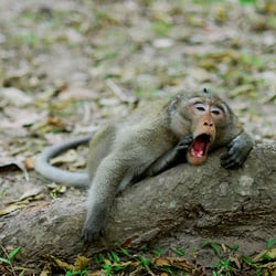 Affe