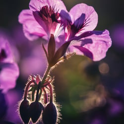 Makrofotografie