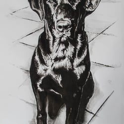 Portrait „Hund black“