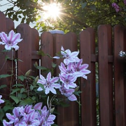 Clematis im Zusammenklang mit der Sonne