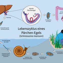 01 Hegasy Schistosomiasis