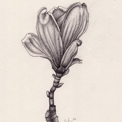 MAGNOLIE